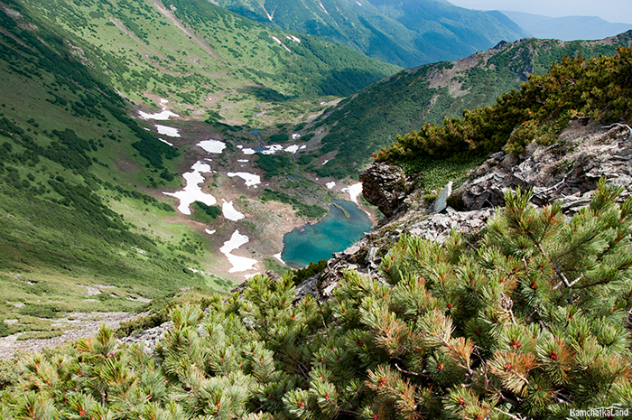 Деревья камчатки фото и названия