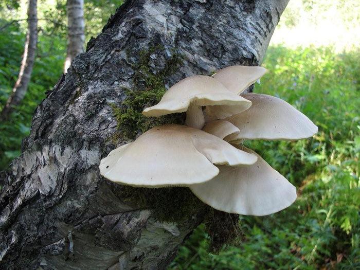 вешенки сбор
