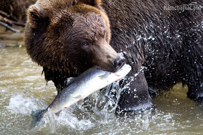 Медведь ест рыбу