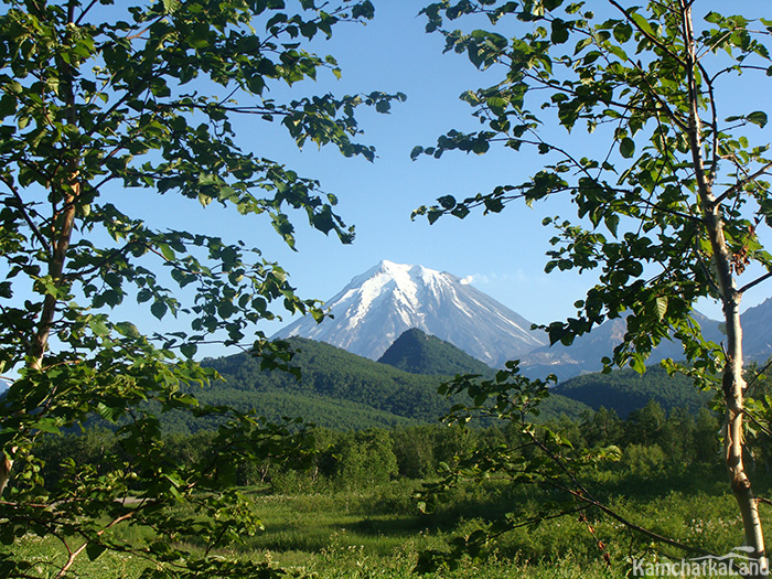 Деревья камчатки фото и названия