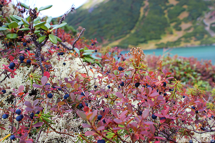 Камчатка ягоды фото Ягоды Камчатки Kamchatkaland