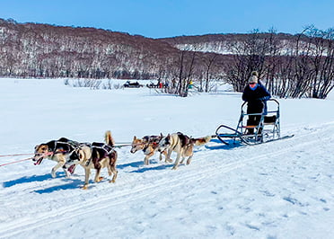 катание на упряжках