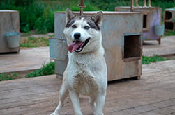 ездовые собаки