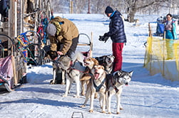 каюр запрягает упряжку