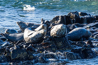 лежбище пятнистых тюленей