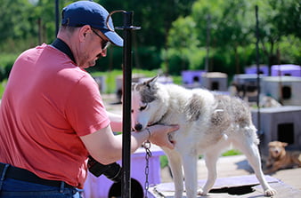 ездовые собаки