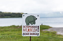 осторожно медведи
