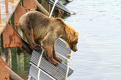 медведи у загородки