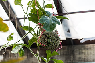 урожай на Паужетке