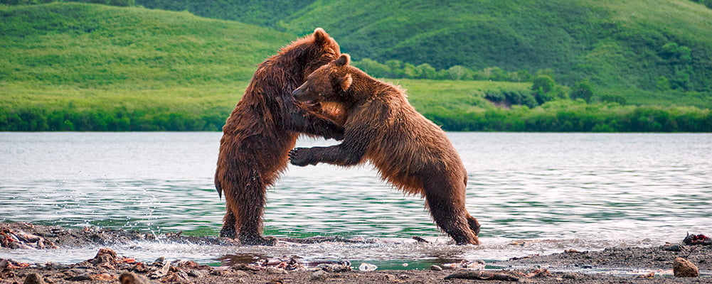 наблюдение за медведями