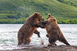 более 300 медведей сходится на пир