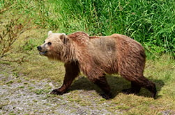 наблюдение за медведем с лодки