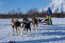 катания на собачьих упряжках