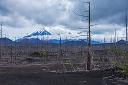 посетим Мертвый лес