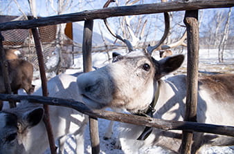 Северные олени на Камчатке